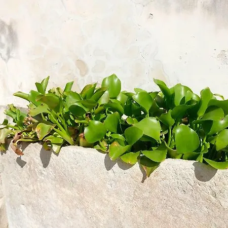 Dimora Duchessina Minervino di Lecce