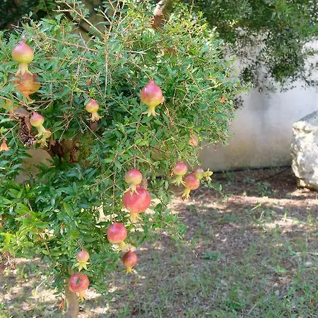 Dimora Duchessina Pensjonat